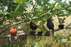 Amsel Lindenholz handgeschnitzt