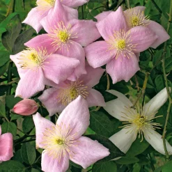Anemonenwaldrebe 'Mayleen'