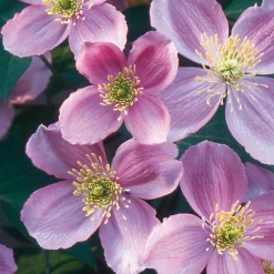 Anemonenwaldrebe 'Mayleen'