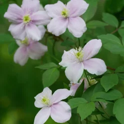 Anemonenwaldrebe 'Mayleen'