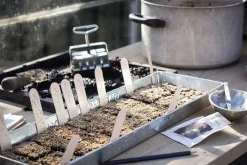 Anzuchtplatte mit Einzeltöpfen