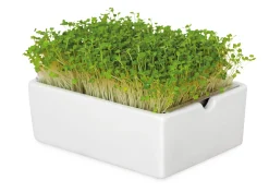 Anzuchtset Microgreens