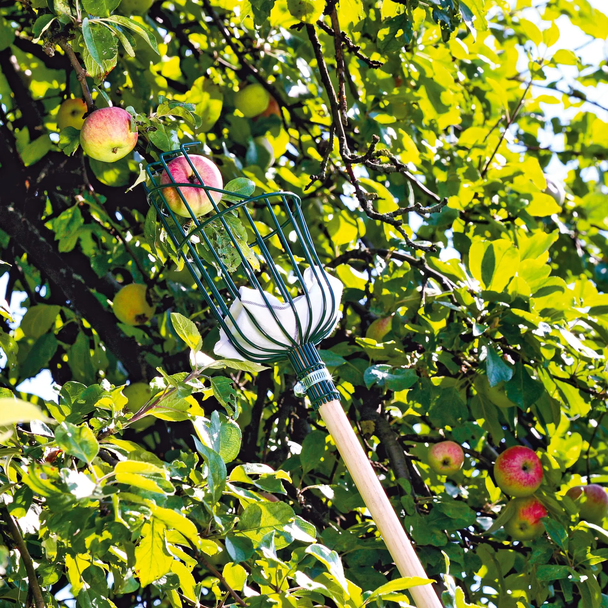 Apfelpflücker Drahtkorb