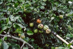 Apfelpflücker Drahtkorb