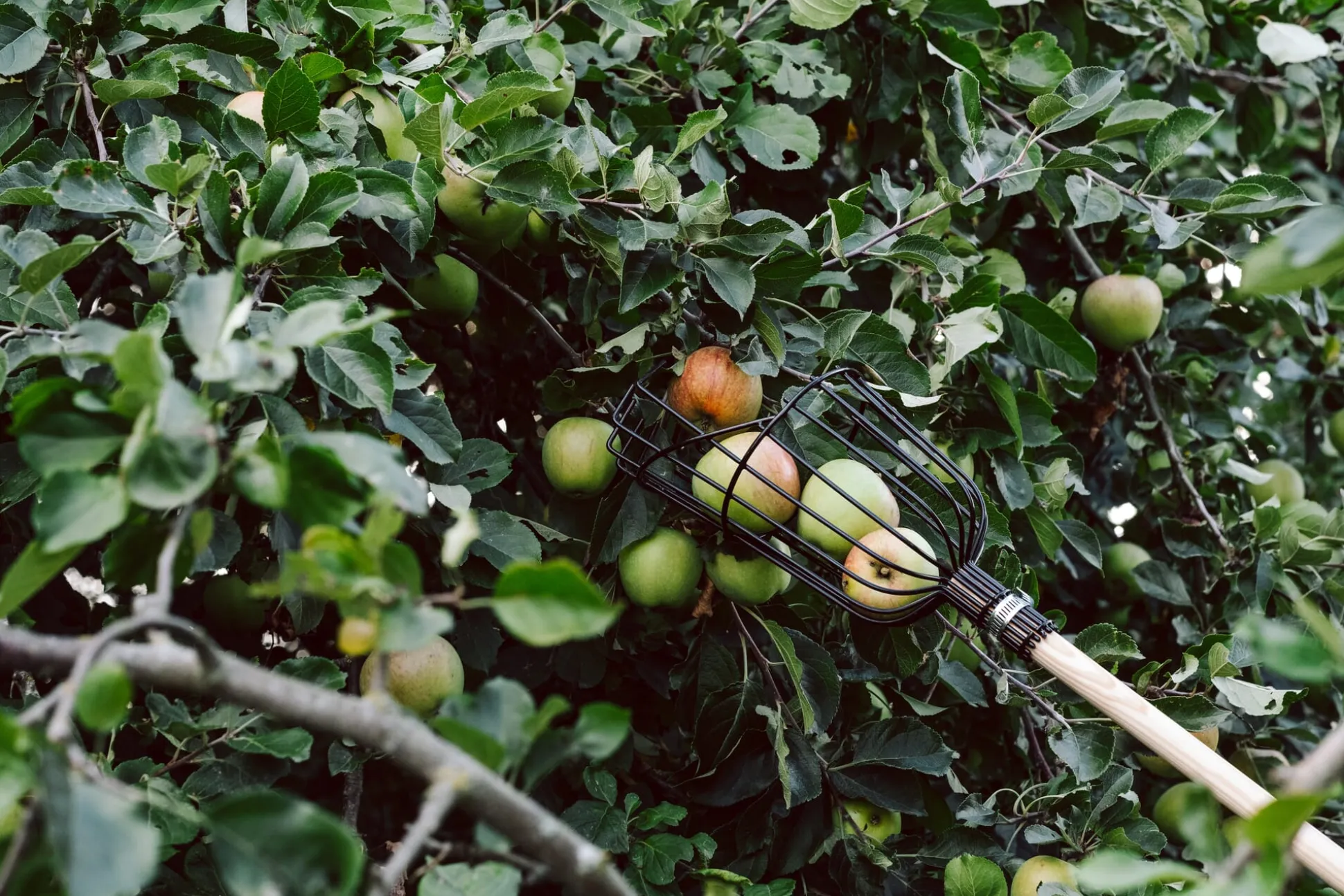 Apfelpflücker Drahtkorb