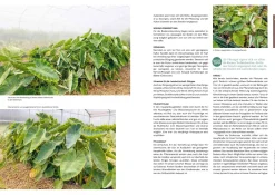 Ausgegraben - Süßkartoffel, Yacon & Co.