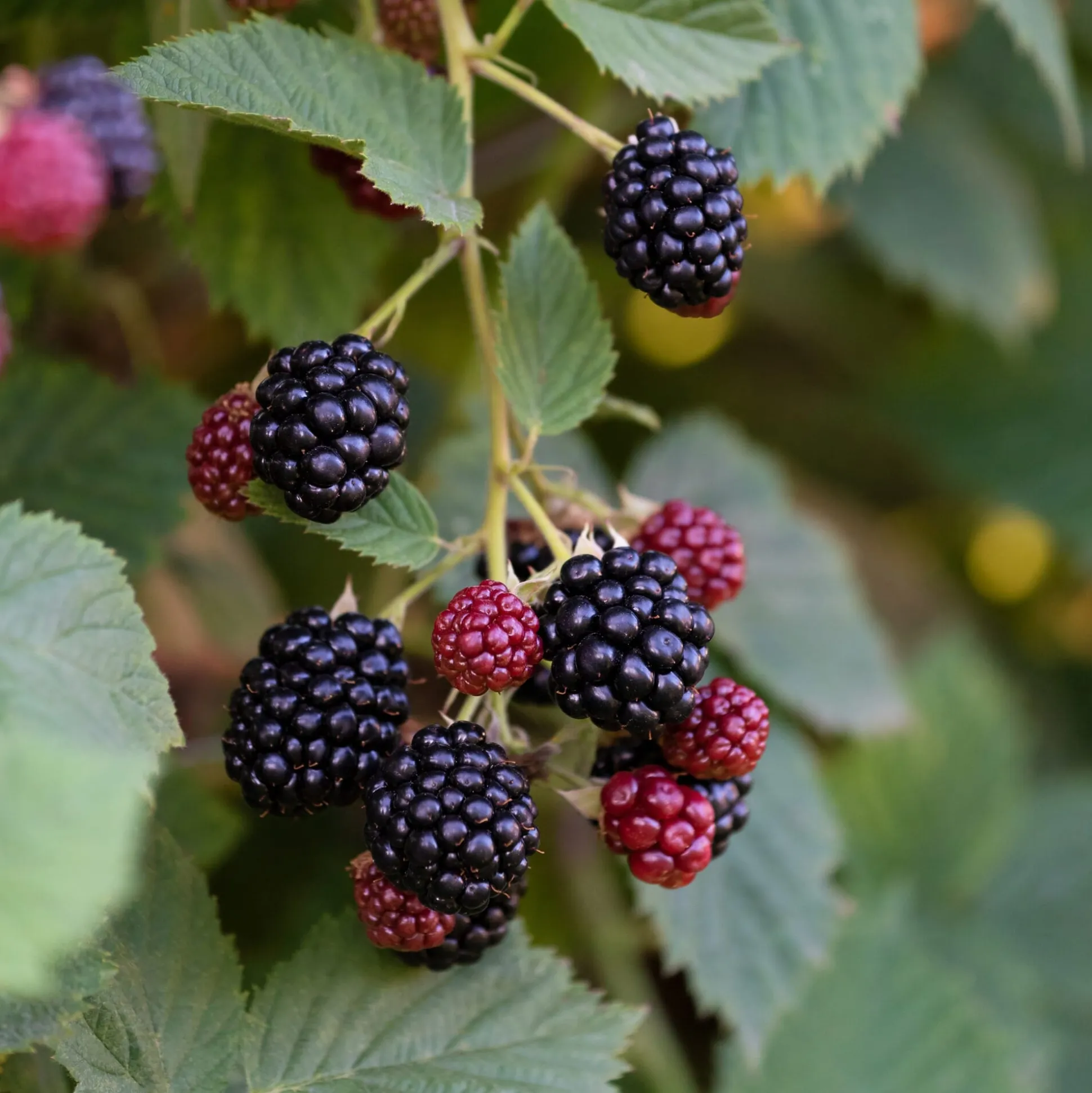 Beerenstrauch Brombeere 'Chester Thornless'