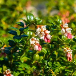 Beerenstrauch Cranberry ’Howes‘