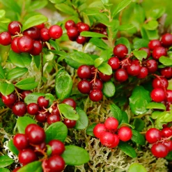 Beerenstrauch Cranberry ’Howes‘