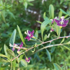 Beerenstrauch Gojibeere 'Sweet Lifeberry®'