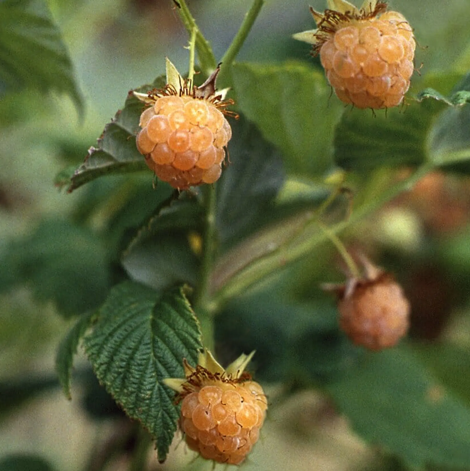 Beerenstrauch Himbeere 'Gelbe Antwerpener'
