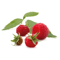 Beerenstrauch Himbeere 'Korbfüller'