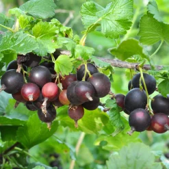 Beerenstrauch Jostabeere