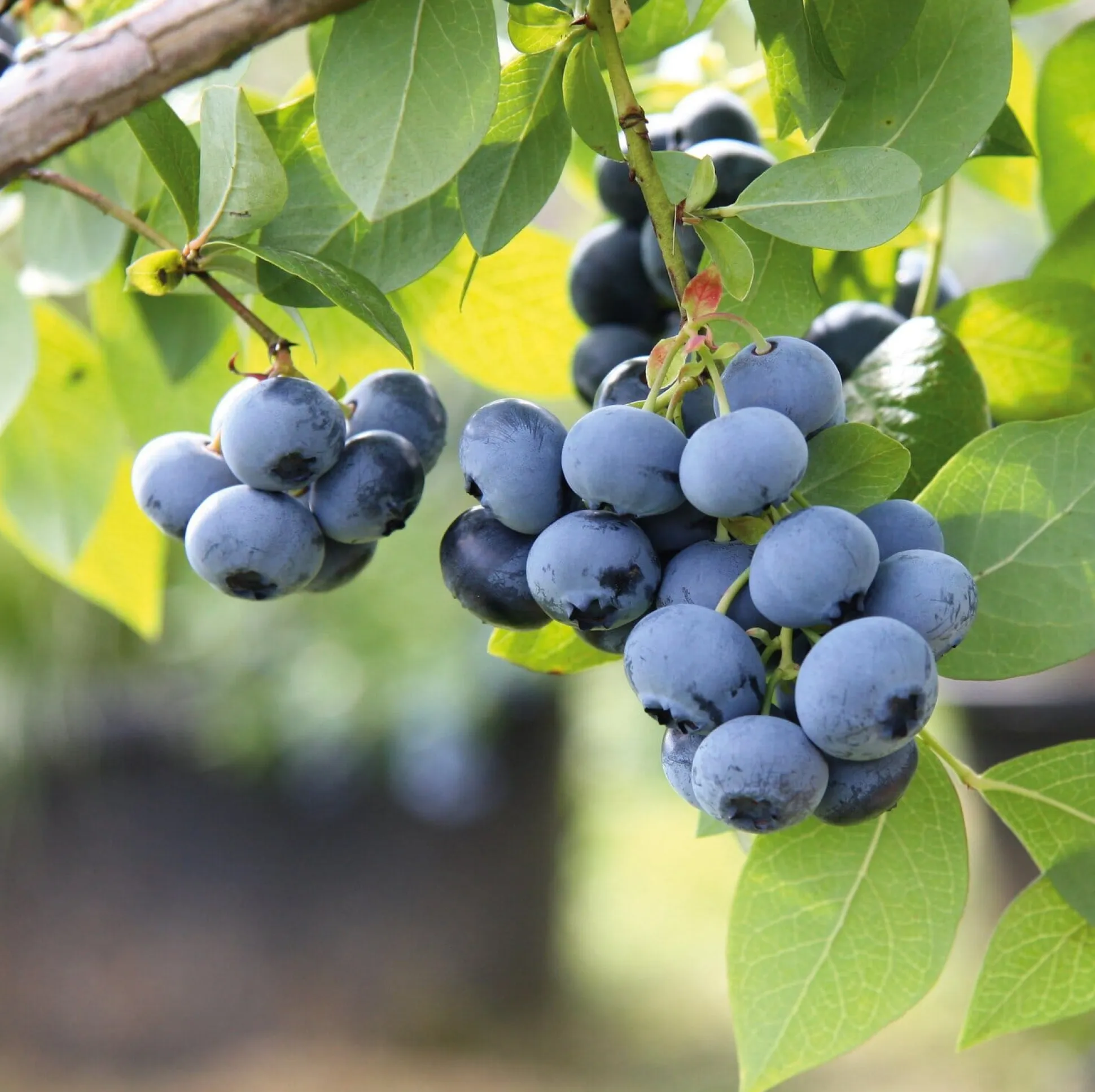Beerenstrauch Kulturheidelbeere 'Chandler'