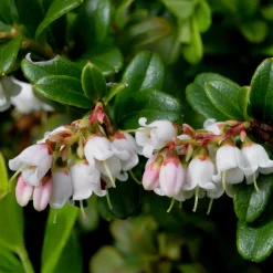 Beerenstrauch Preiselbeere ’Red Pearl‘