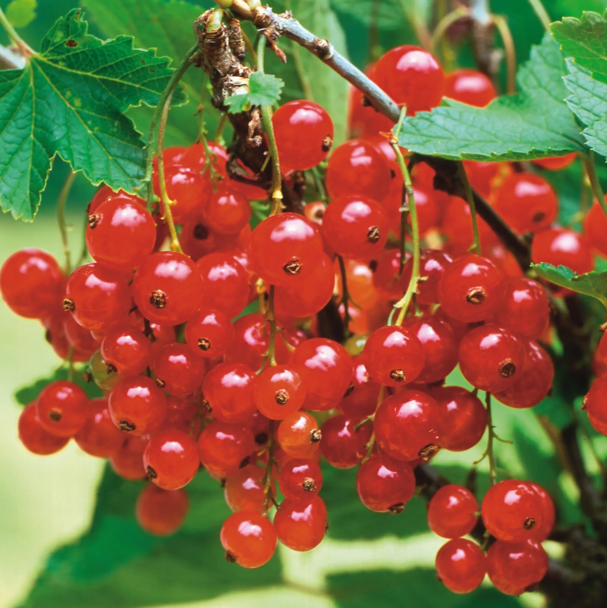 Beerenstrauch Rote Johannisbeere 'Roter See'