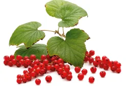 Beerenstrauch Rote Johannisbeere 'Roter See'