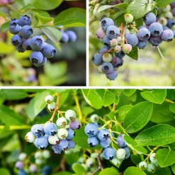 Beerensträucher Heidelbeere lange Erntezeit