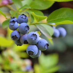 Beerensträucher Heidelbeere lange Erntezeit