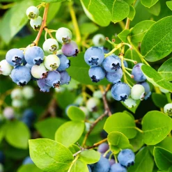 Beerensträucher Heidelbeere lange Erntezeit