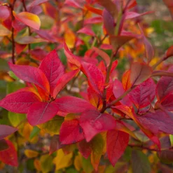 Beerensträucher Heidelbeere lange Erntezeit