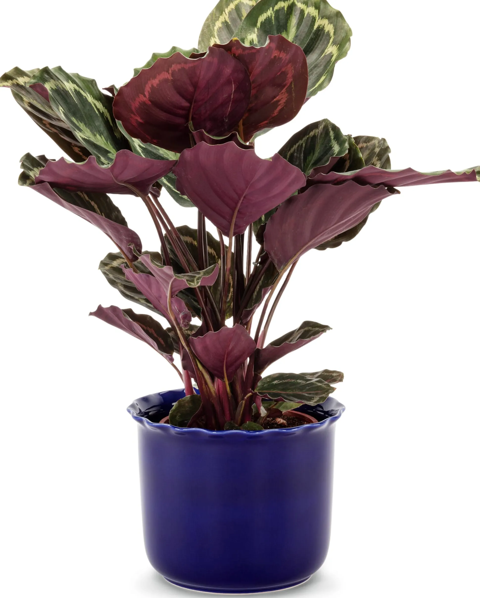 Übertopf Heritage kobaltblau