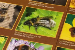 Bestimmungskarten Insekten (3 Stück)