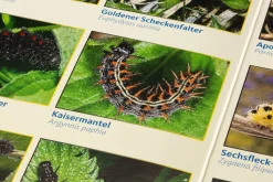 Bestimmungskarten Insekten (3 Stück)