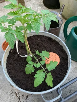 Bewässerungstopf für Pflanzkübel