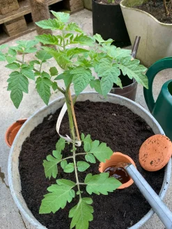 Bewässerungstopf für Pflanzkübel