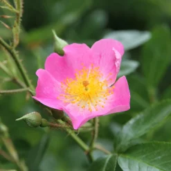 Bienenrose Japanische Wildrose