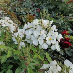 Bienenrose 'Musquée sans Soucis'®