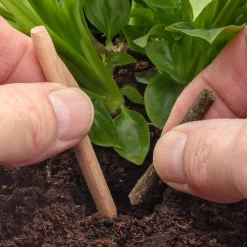 Biologische Düngestäbchen für Topfpflanzen