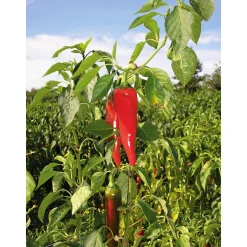 Bio-Piment d’Espelette