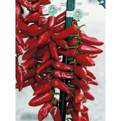 Bio-Piment d’Espelette