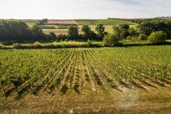 Bio-Scheurebe Gutswein trocken