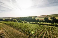 Bio-Scheurebe Gutswein trocken