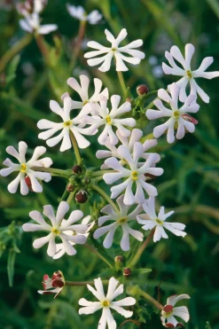 Blumensamen Abend- und Nachtdufter