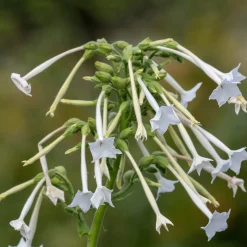 Blumensamen Abend- und Nachtdufter