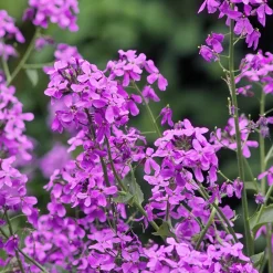 Blumensamen Abend- und Nachtdufter