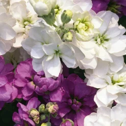 Blumensamen Ausgewählte Levkojen