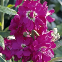 Blumensamen Ausgewählte Levkojen