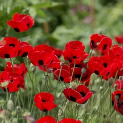 Blumensamen Besondere Mohngewächse