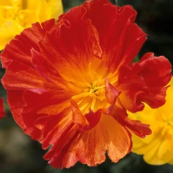 Blumensamen Besondere Mohngewächse