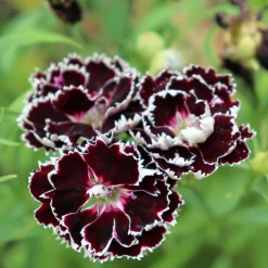 Blumensamen Duftende Blumen