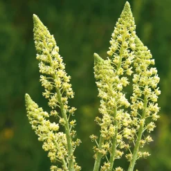 Blumensamen Duftende Blumen