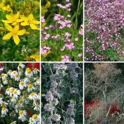 Blumensamen Heilpflanzen für die Hausapotheke