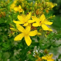 Blumensamen Heilpflanzen für die Hausapotheke