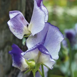 Blumensamen Historische Duftwicken