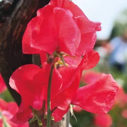 Blumensamen Historische Duftwicken
